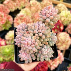 Pachyphytum Baby Finger