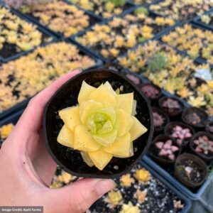 Haworthia Cymbiformis Gold