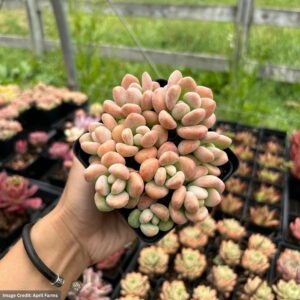 Graptosedum Miul Cluster