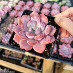 Echeveria Pink Beauty