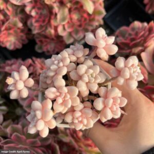 Graptopetalum Mendoza