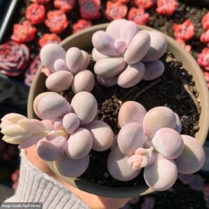 Graptopetalum Cream Stone