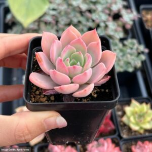 Echeveria Little Fairy