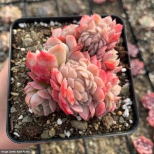 Echeveria Gila Berry Crested