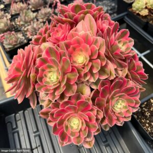 Aeonium Pink Witch Single Head