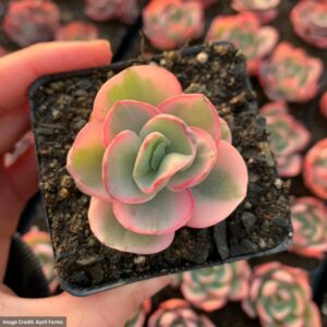 Echeveria Variegated Sunyan