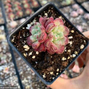 Echeveria Carol