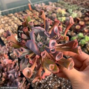 Echeveria Trumpet Pinky