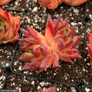 Echeveria Orange Ebony