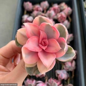 Echeveria Rainbow