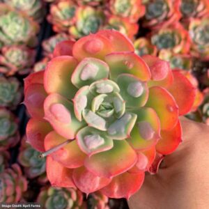 Echeveria Raindrops Frills