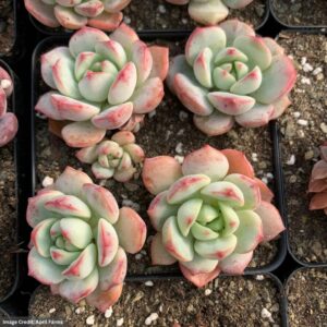 Echeveria Sedeveria Pudgy