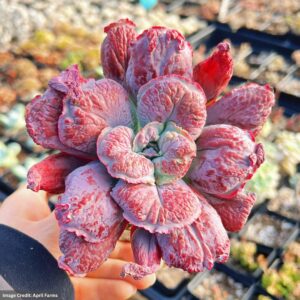 Echeveria Linguas