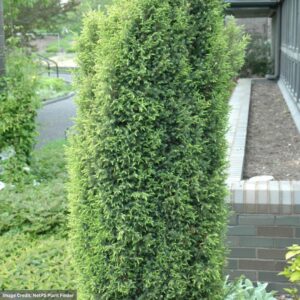 Juniperus communis (Juniper) – Gold Cone – #3 Container