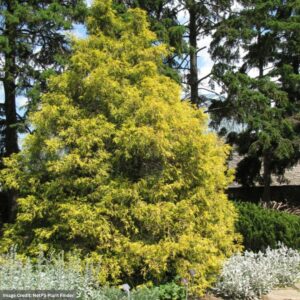 Chamaecyparis Pisifera (Falsecypress) – Filifera Aurea – #1 Container