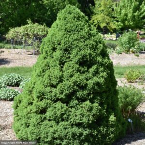 Picea Glauca (Dwarf Alberta Spruce) – Conica – #1 Container