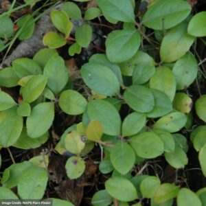 Gaultheria Procumbens (Creeping Wintergreen) – #1 Container