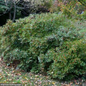 Ilex Verticillata (Winterberry) – Red Sprite – #2 Container