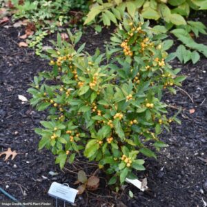 Ilex Verticillata (Winterberry) – Berry Heavy Gold – #3 Containers