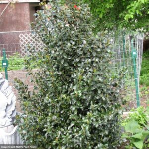 Ilex X Meserveae (Meserve Holly) – Blue Maid – #2 Container