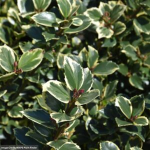 Ilex x meserveae (Meserve Holly) – Honey Maid – #2 Container