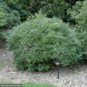 Ilex Verticillata (Winterberry) – Mr Poppins – #2 Container