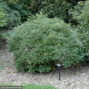 Ilex Verticillata (Winterberry) – Mr Poppins – #2 Container