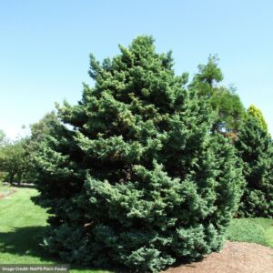 Chamaecyparis Pisifera (Falsecypress) – Boulevard – #2 Container