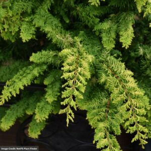 Chamaecyparis Obtusa (Falsecypress) – Fernspray Gold – #2 Container