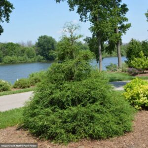 Chamaecyparis Pisifera (Falsecypress) – Soft Serve – #3 Container