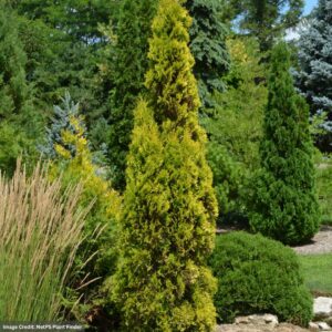 Thuja Occidentalis (Arborvitae) – Amber Gold – #3 Container