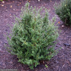 Ilex crenata – Patti O Box® – #3 Container