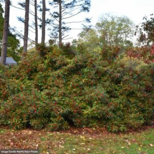 Ilex Verticillata (Winterberry) – Winter Red – #2 Container