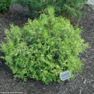 Chamaecyparis Pisifera (Dwarf Moss Falsecypress) – Vintage Gold – #2 Container