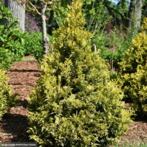 Chamaecyparis Pisifera (Falsecypress) – Soft Serve Gold – #3 Container