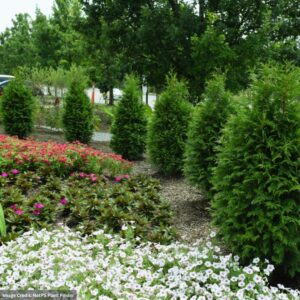 Thuja (Arborvitae) – Junior Giant – #2 Container