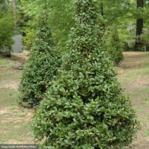 Ilex X Meserveae (Meserve Holly) – Castle Spire – #2 Container