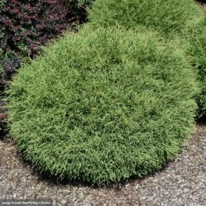 Thuja (Arborvitae) – Mr. Bowling Ball – #3 Container