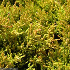 Calluna Vulgaris (Heather) – Winter Chocolate – #1 Container