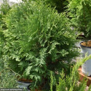 Thuja Occidentalis (Arborvitae) – Cheer Drops® – #2 Container