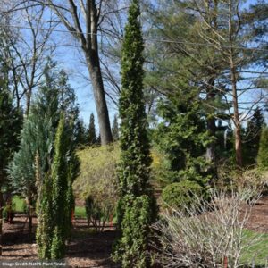 Thuja Occidentalis (Arborvitae) – Sting – #3 Container