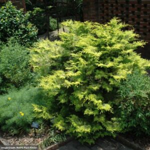 Cripps Gold Falsecypress (Chamaecyparis Obtusa) – Crippsii – #2 Container