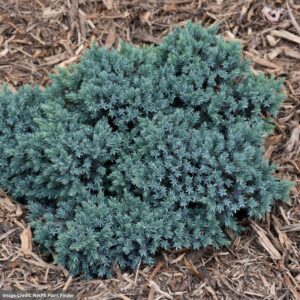 Juniperus Squamata – Blue Star – #2 Container