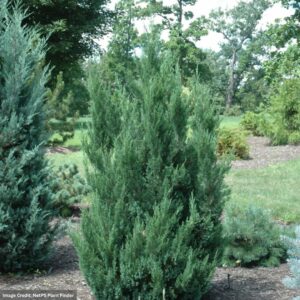 Juniperus Chinensis (Juniper) – Blue Point – #3 Container