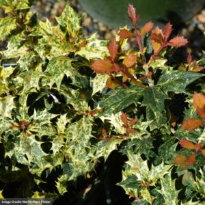 Osmanthus Heterophyllus (Variegated False Holly) – Goshiki – #2 Container