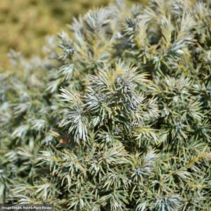 Chamaecyparis Pisifera (Dwarf Moss Falsecypress) – True Blue – #2 Container