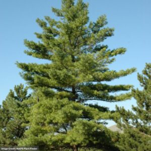 Pinus strobus (White Pine) – #3 Container