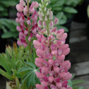 Lupinus – Gallery Pink – #2 Container