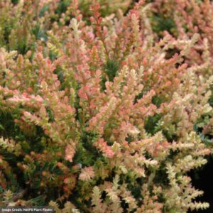 Calluna vulgaris (Heather) – Spring Torch – #1 Container