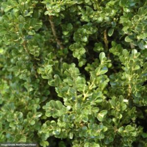 Buxus (Boxwood) – Cranberry Creek – #3 Container